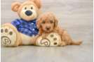 Petite Mini Goldendoodle Poodle Mix Pup