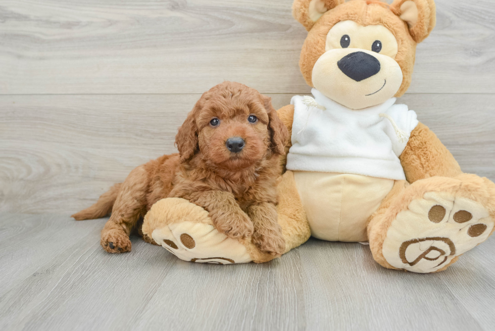 Smart Mini Goldendoodle Poodle Mix Pup