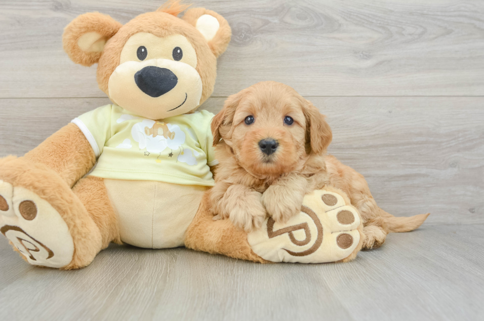 6 week old Mini Goldendoodle Puppy For Sale - Pilesgrove Pups