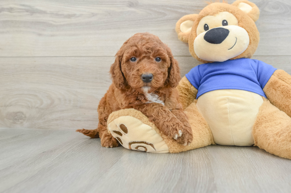 6 week old Mini Goldendoodle Puppy For Sale - Pilesgrove Pups