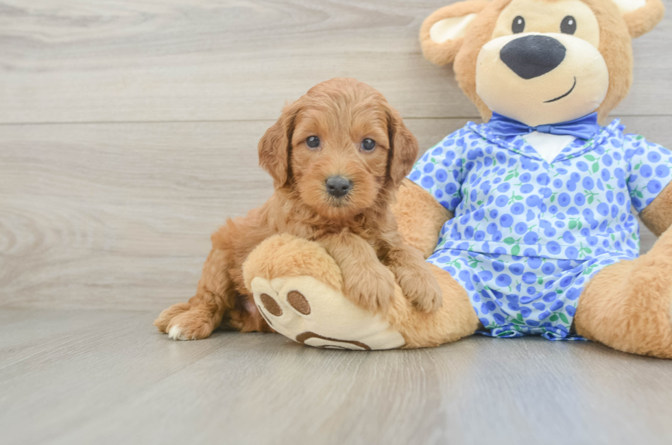 5 week old Mini Goldendoodle Puppy For Sale - Pilesgrove Pups