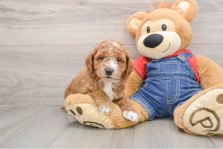 Fluffy Mini Goldendoodle Poodle Mix Pup