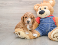 7 week old Mini Goldendoodle Puppy For Sale - Pilesgrove Pups