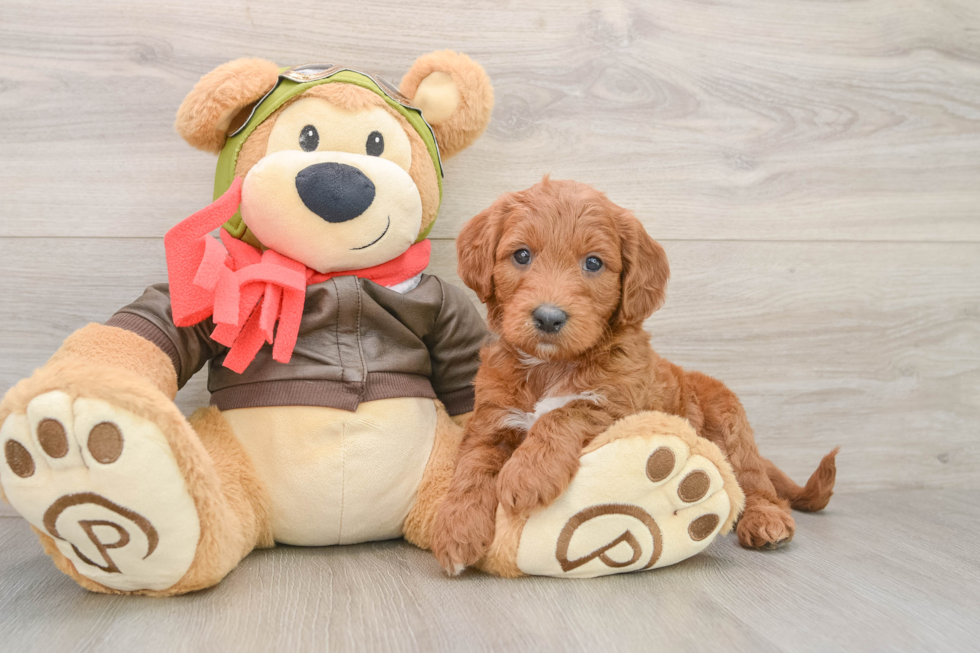 Cute Mini Goldendoodle Baby