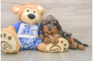 Petite Mini Goldendoodle Poodle Mix Pup