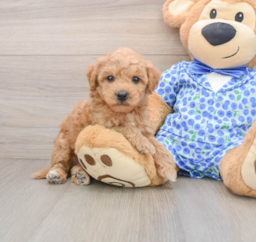 7 week old Mini Goldendoodle Puppy For Sale - Pilesgrove Pups