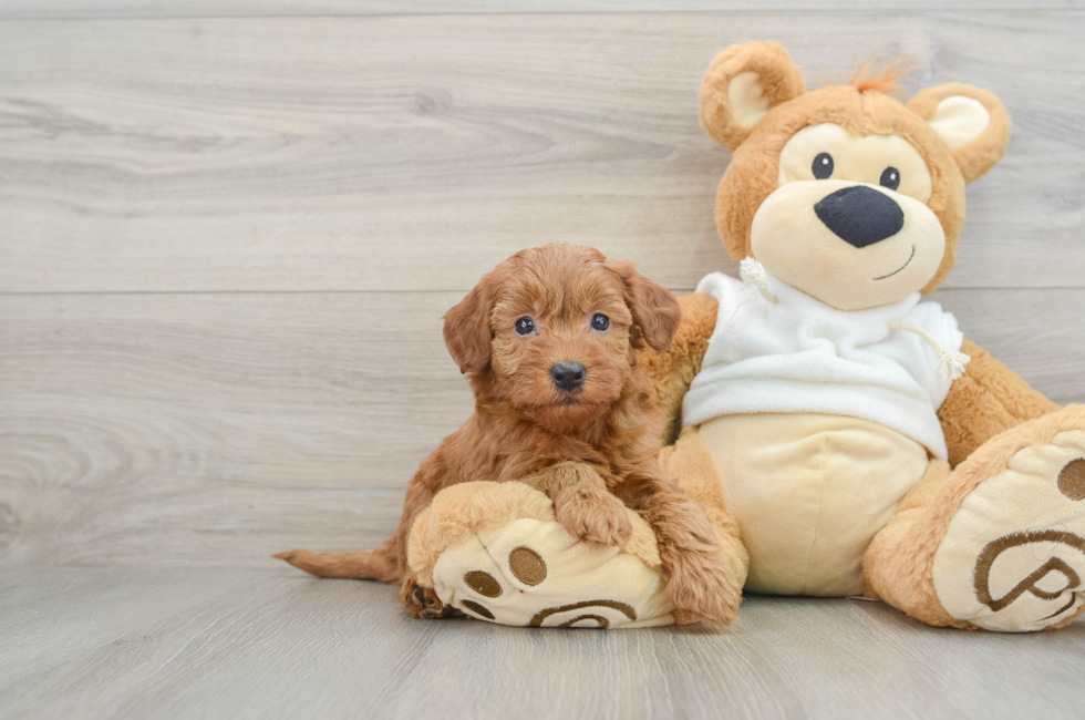 6 week old Mini Goldendoodle Puppy For Sale - Pilesgrove Pups