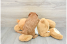 Mini Goldendoodle Puppy for Adoption