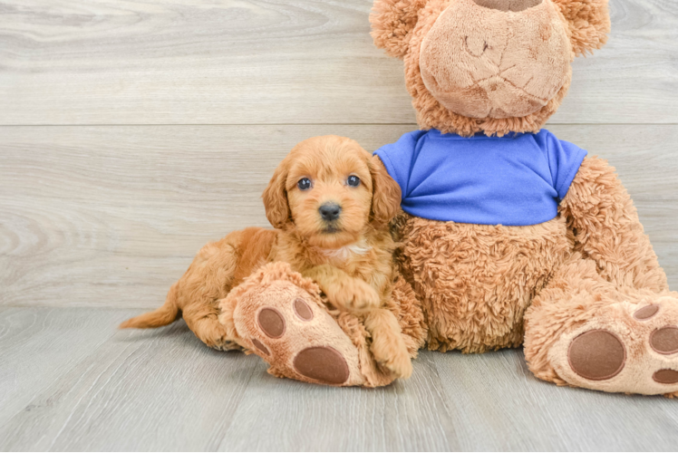 Fluffy Mini Goldendoodle Poodle Mix Pup