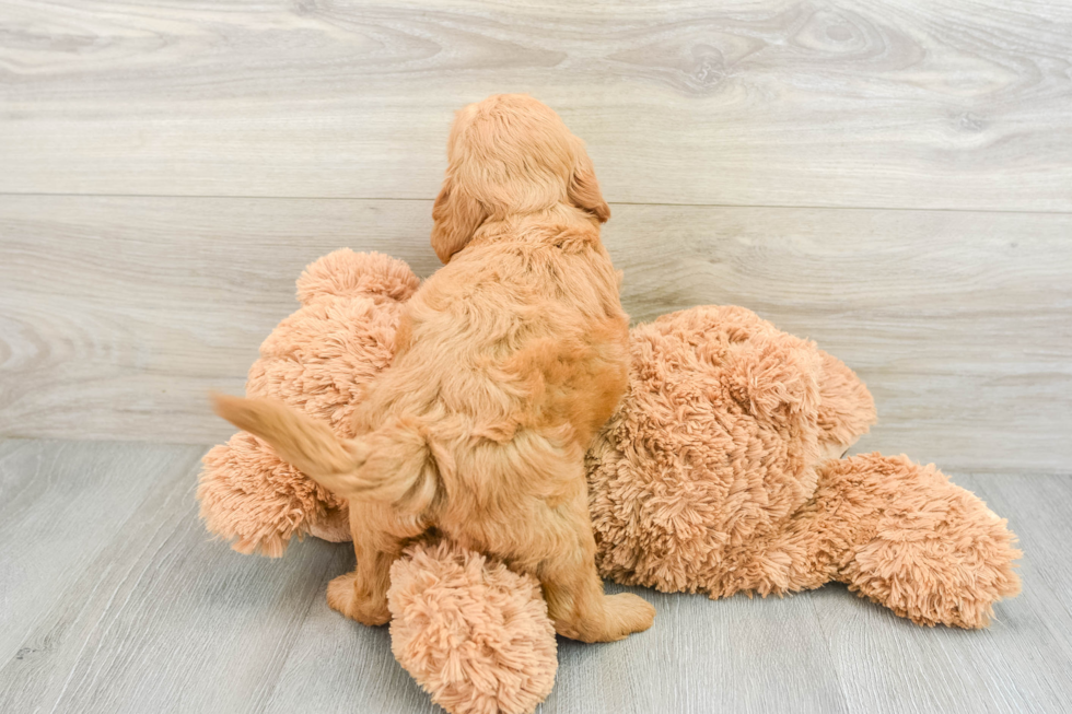 Fluffy Mini Goldendoodle Poodle Mix Pup