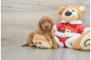 Best Mini Goldendoodle Baby