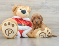 6 week old Mini Goldendoodle Puppy For Sale - Pilesgrove Pups