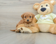 8 week old Mini Goldendoodle Puppy For Sale - Pilesgrove Pups