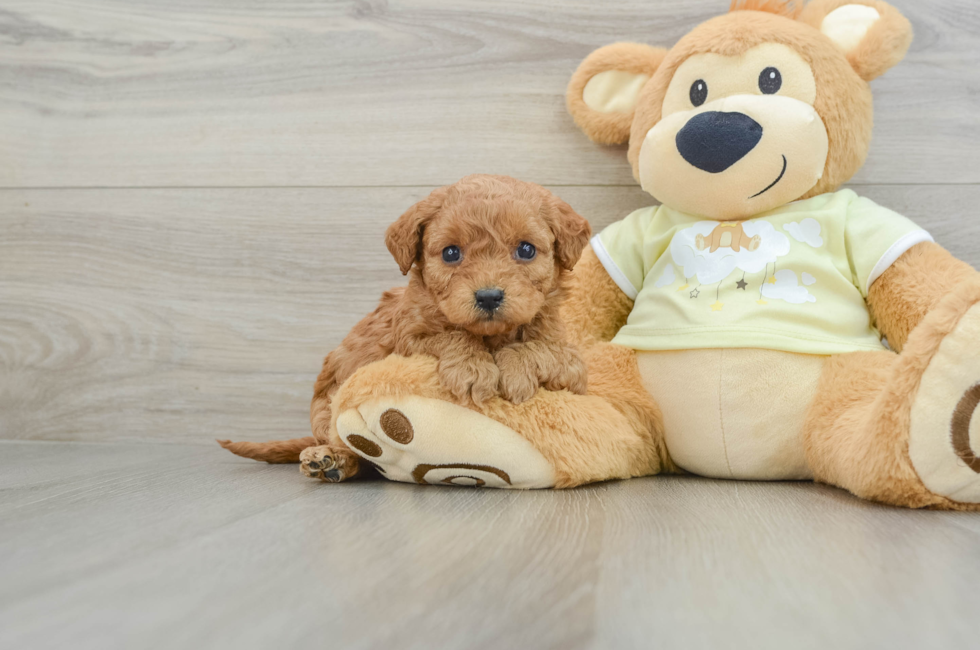 8 week old Mini Goldendoodle Puppy For Sale - Pilesgrove Pups