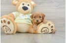 Cute Mini Goldendoodle Baby