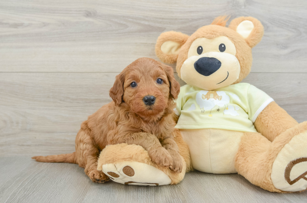 6 week old Mini Goldendoodle Puppy For Sale - Pilesgrove Pups