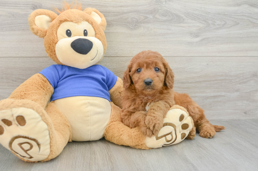 6 week old Mini Goldendoodle Puppy For Sale - Pilesgrove Pups