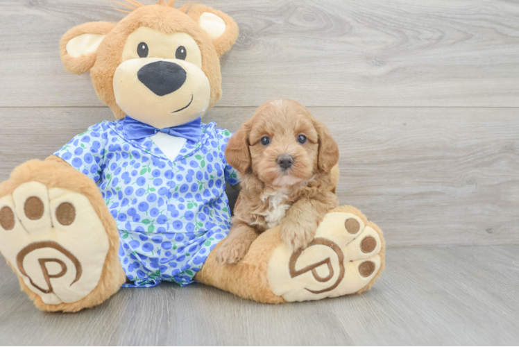 Mini Goldendoodle Puppy for Adoption