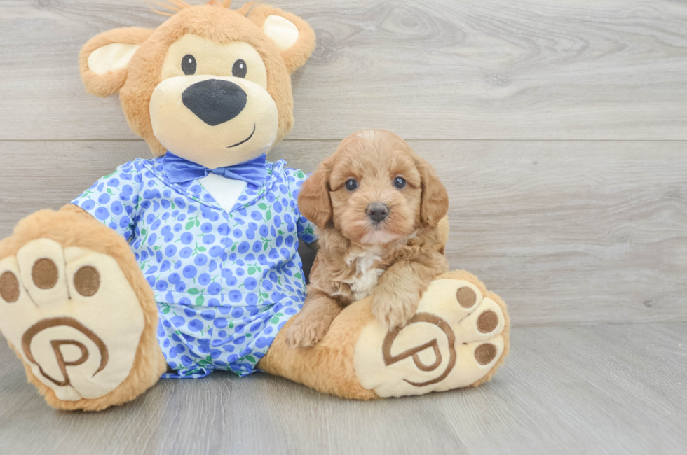 5 week old Mini Goldendoodle Puppy For Sale - Pilesgrove Pups