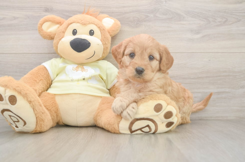 5 week old Mini Goldendoodle Puppy For Sale - Pilesgrove Pups