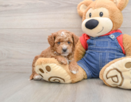 7 week old Mini Goldendoodle Puppy For Sale - Pilesgrove Pups