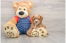 Mini Goldendoodle Puppy for Adoption