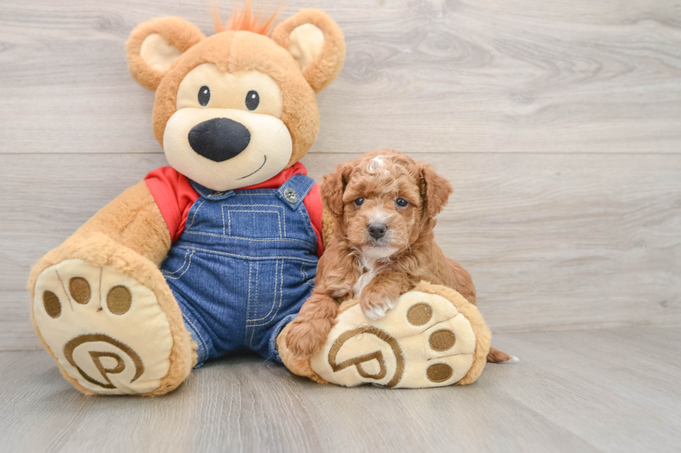 Mini Goldendoodle Puppy for Adoption