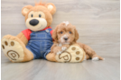 Mini Goldendoodle Puppy for Adoption