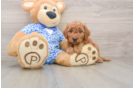 Mini Goldendoodle Pup Being Cute