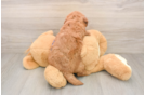 Sweet Mini Goldendoodle Baby