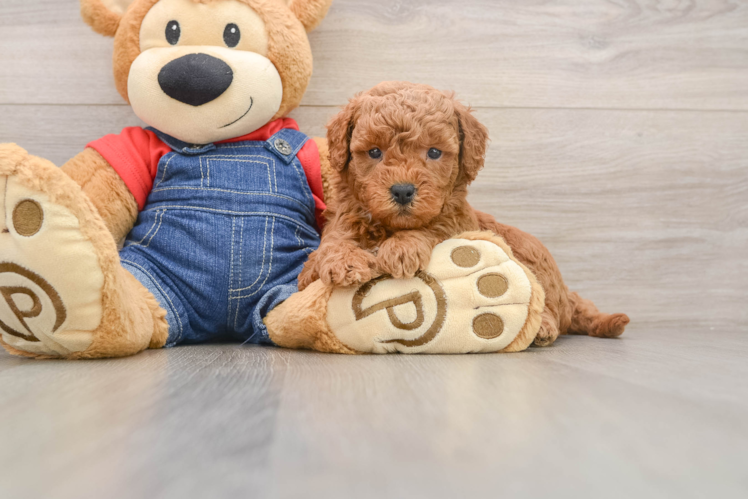 Little Mini Goldenpoo Poodle Mix Puppy