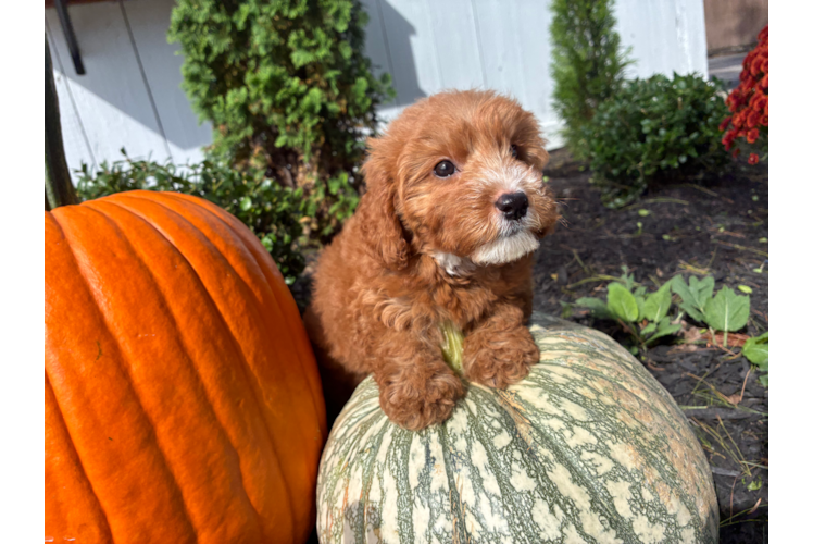 Mini Goldendoodle Puppy for Adoption