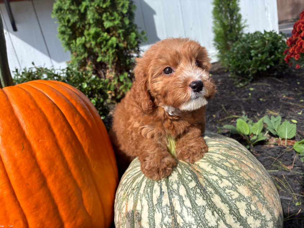 Mini Goldendoodle Puppy for Adoption