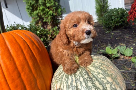 Mini Goldendoodle Puppy for Adoption