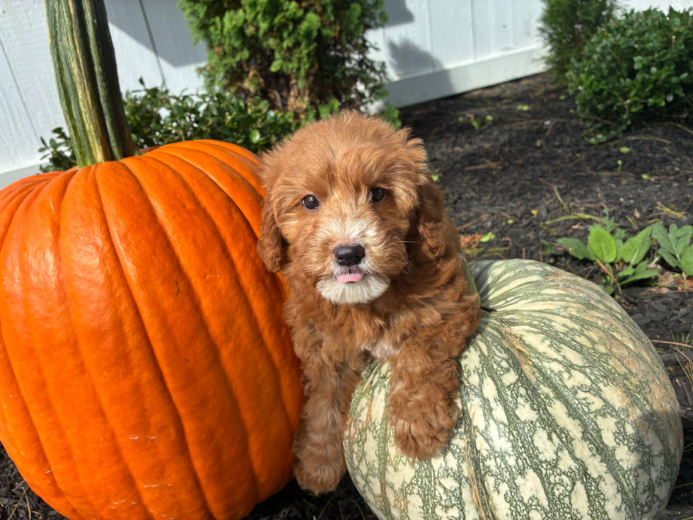Cute Mini Goldendoodle Poodle Mix Pup