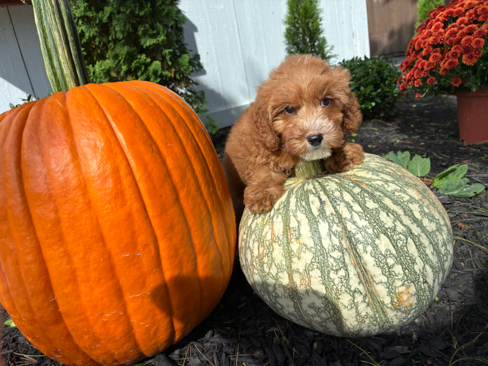 Mini Goldendoodle Pup Being Cute