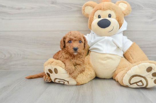 Best Mini Goldendoodle Baby