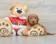 6 week old Mini Goldendoodle Puppy For Sale - Pilesgrove Pups