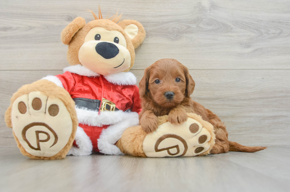 6 week old Mini Goldendoodle Puppy For Sale - Pilesgrove Pups