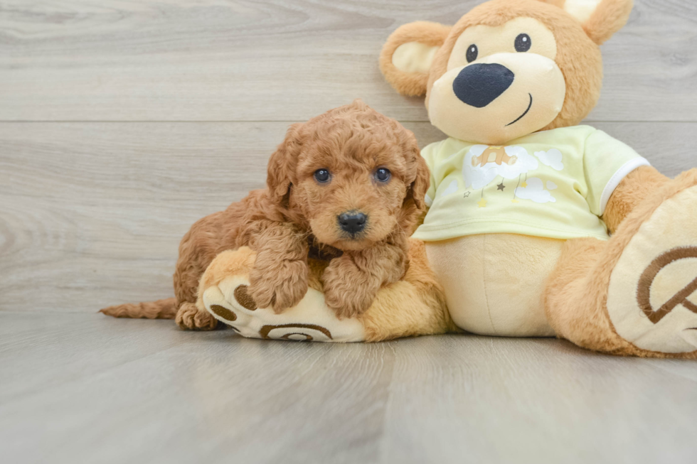 Mini Goldendoodle Pup Being Cute