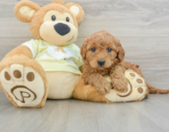 8 week old Mini Goldendoodle Puppy For Sale - Pilesgrove Pups