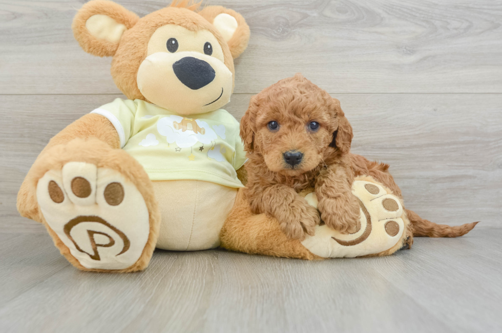 8 week old Mini Goldendoodle Puppy For Sale - Pilesgrove Pups