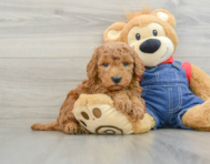 7 week old Mini Goldendoodle Puppy For Sale - Pilesgrove Pups