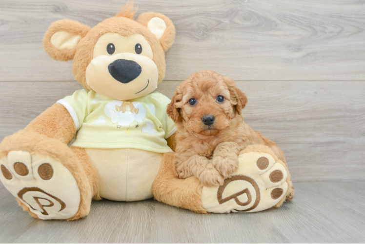 Mini Goldendoodle Puppy for Adoption