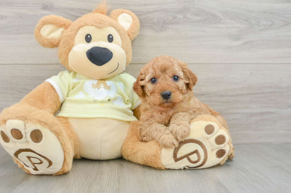 6 week old Mini Goldendoodle Puppy For Sale - Pilesgrove Pups