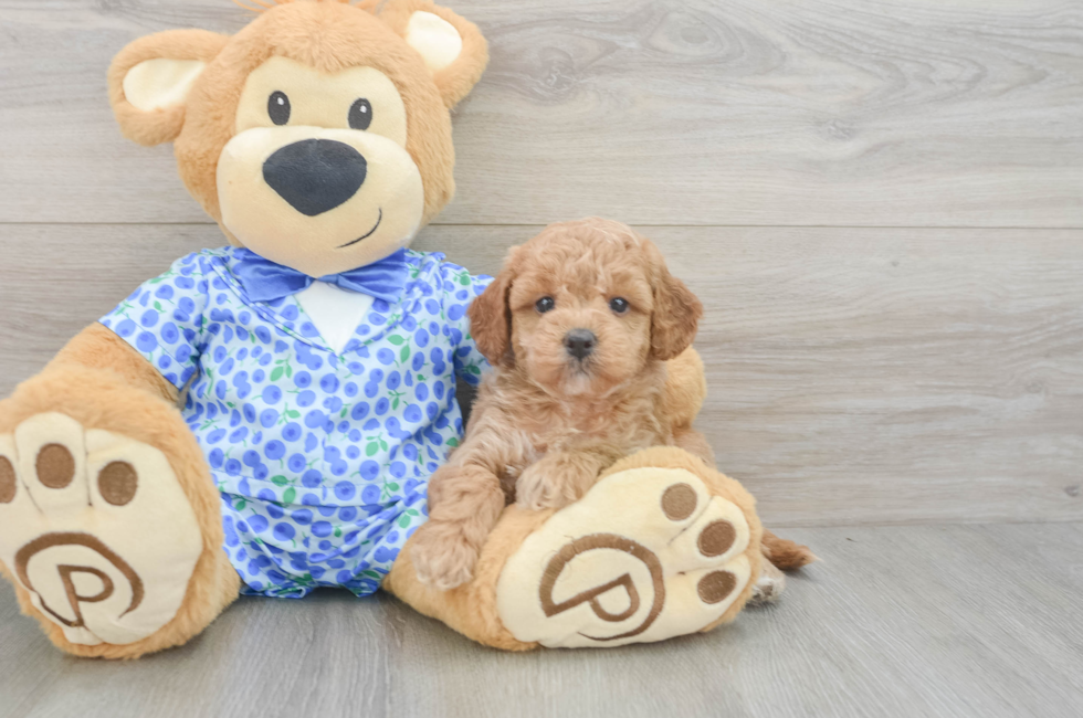 5 week old Mini Goldendoodle Puppy For Sale - Pilesgrove Pups