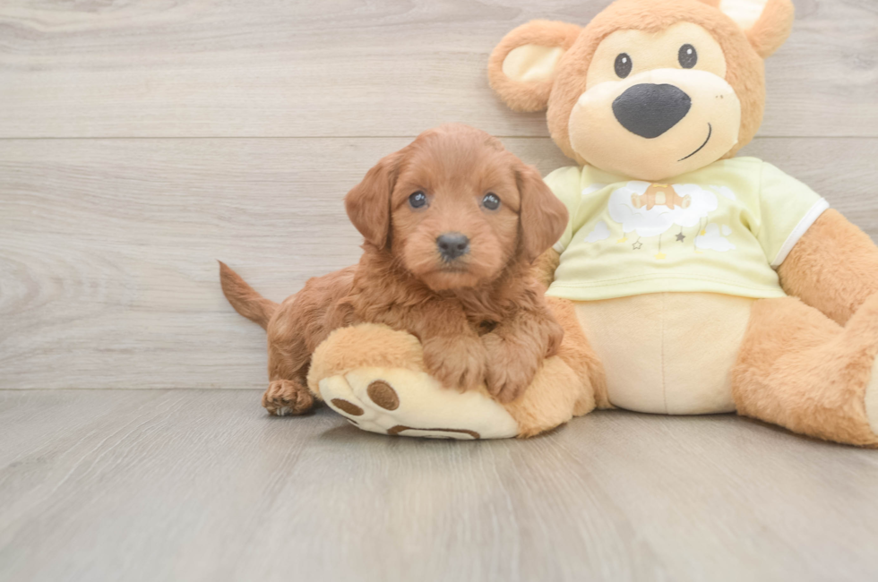 5 week old Mini Goldendoodle Puppy For Sale - Pilesgrove Pups