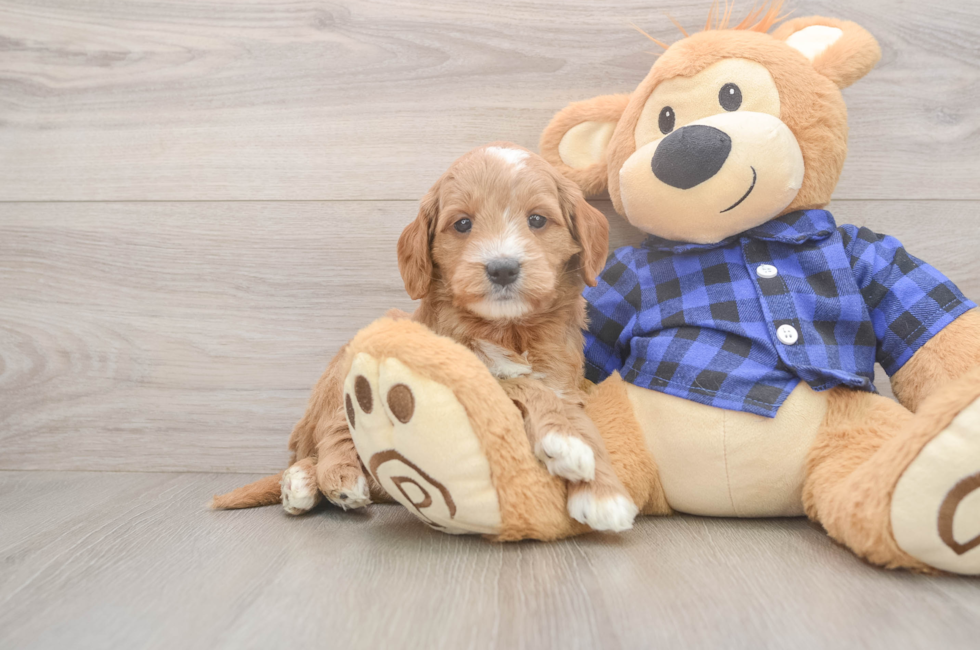 6 week old Mini Goldendoodle Puppy For Sale - Pilesgrove Pups