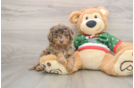 Popular Mini Goldendoodle Poodle Mix Pup