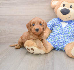 7 week old Mini Goldendoodle Puppy For Sale - Pilesgrove Pups